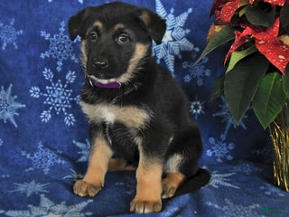 German Shepherd dogs Nora - Ad 34