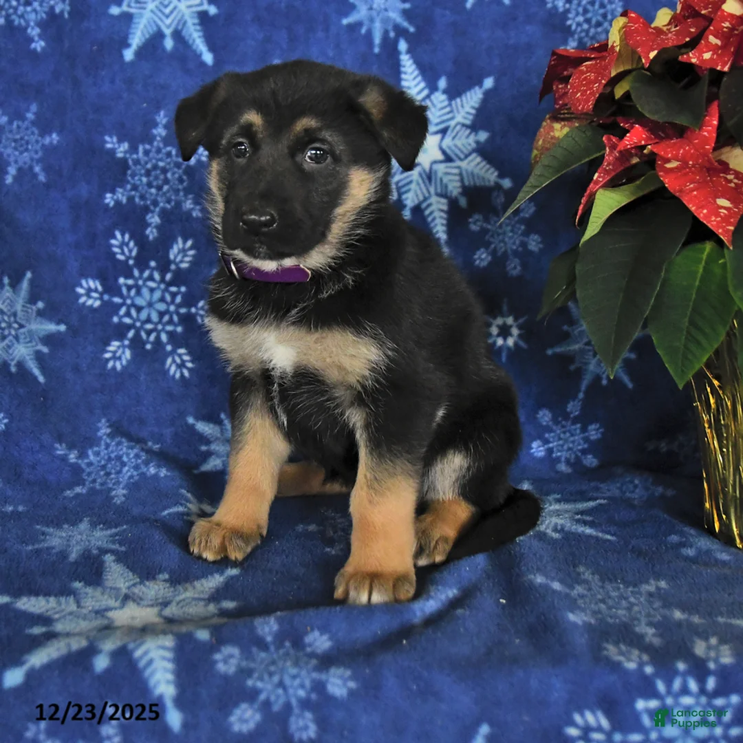 German Shepherd dogs for sale: Nora - Ad 6