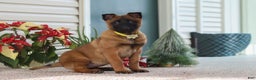 Belgian Malinois dogs for sale: Ginger - Ad 10