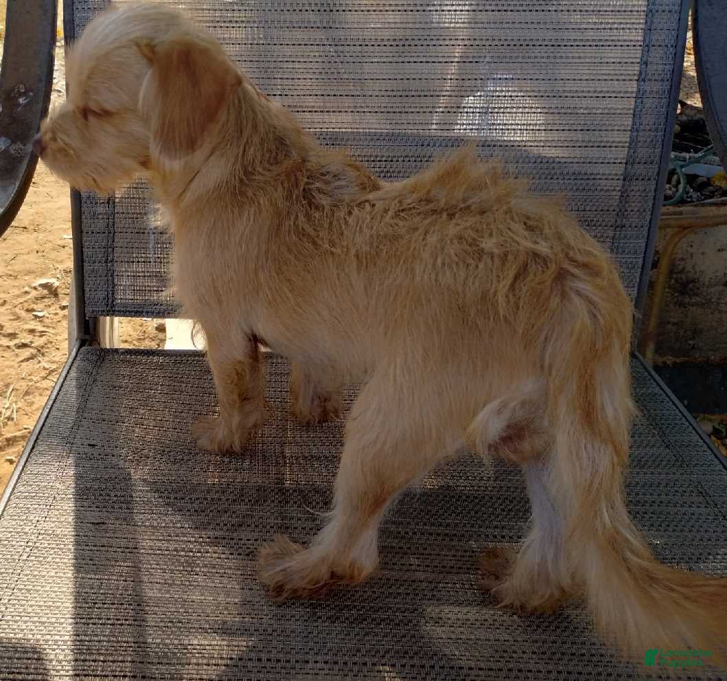Mixed Breed dogs Boy - Ad 2