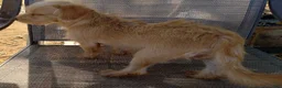 Mixed Breed dogs for sale: Boy - Ad 2