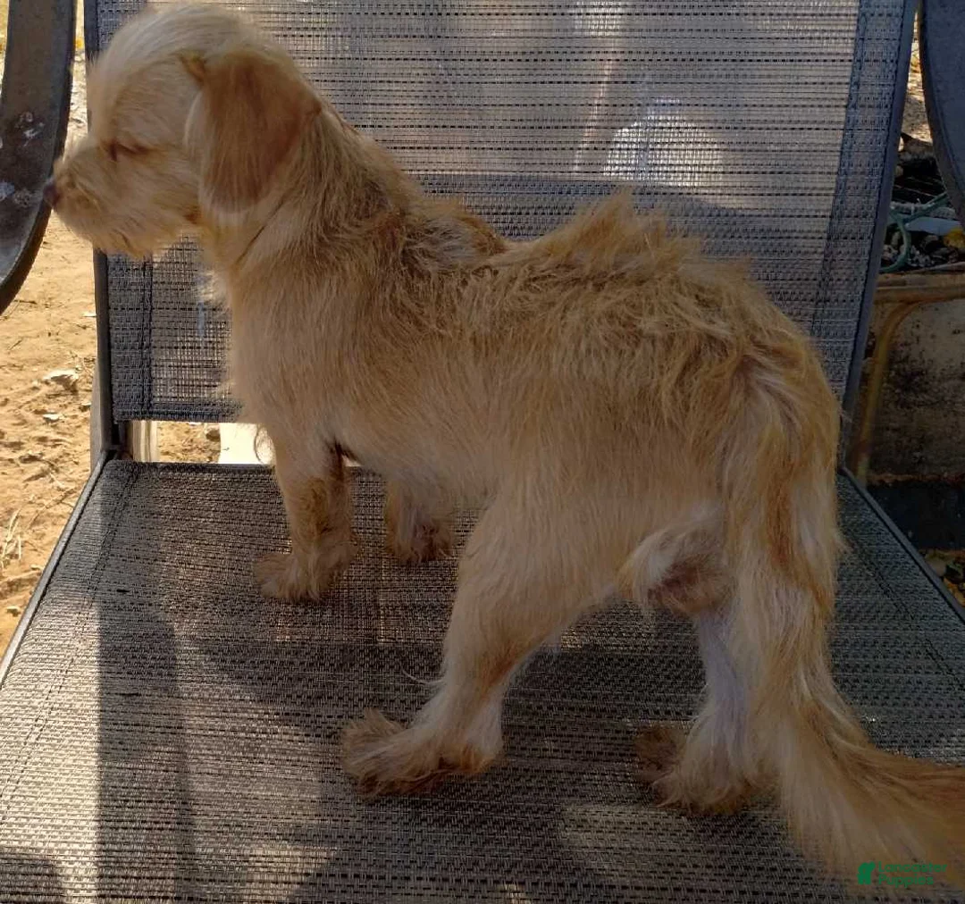 Mixed Breed dogs for sale: Boy - Ad 2