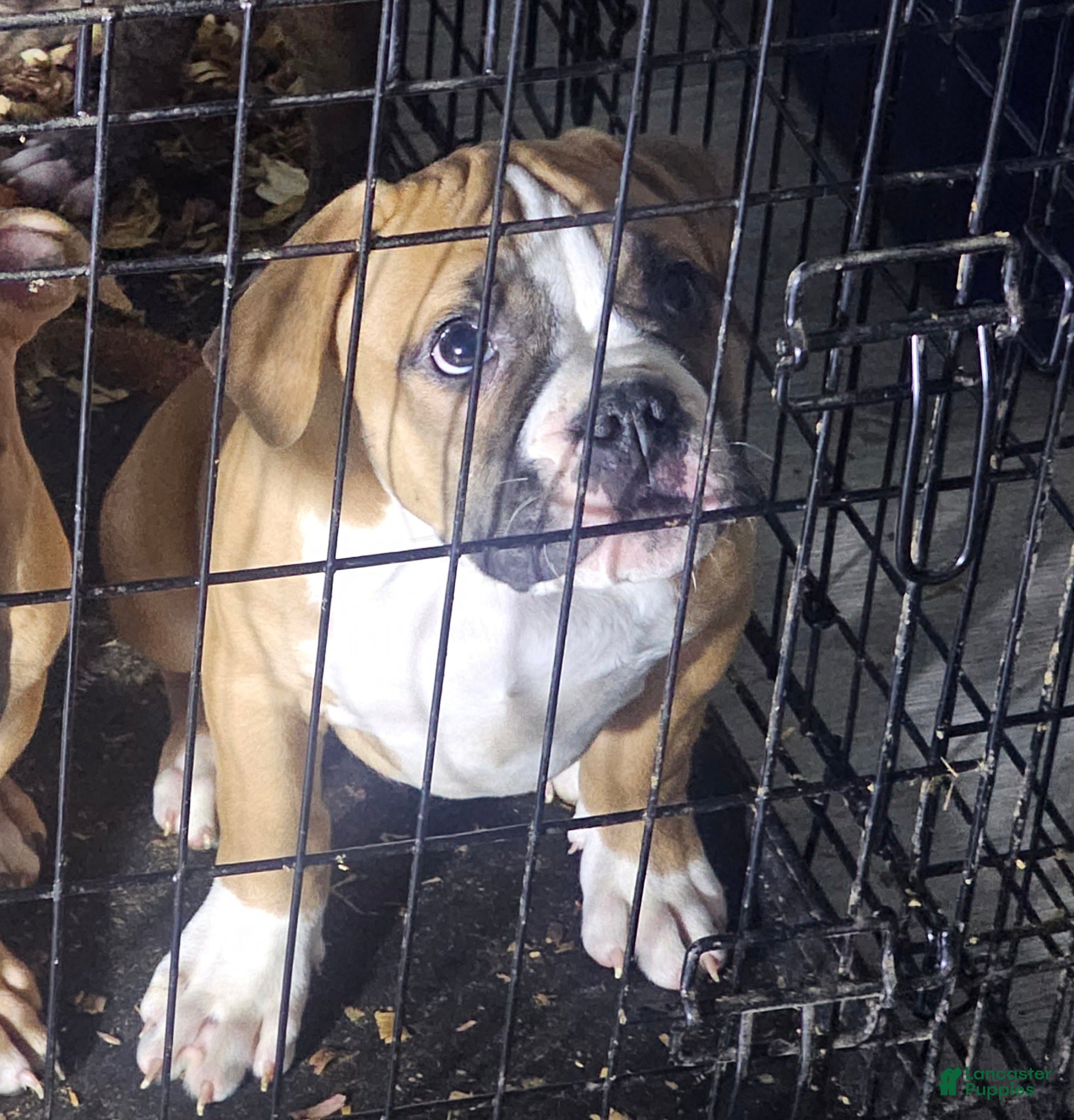 American Pit Bull Terrier dogs for sale: Gator - Ad 2
