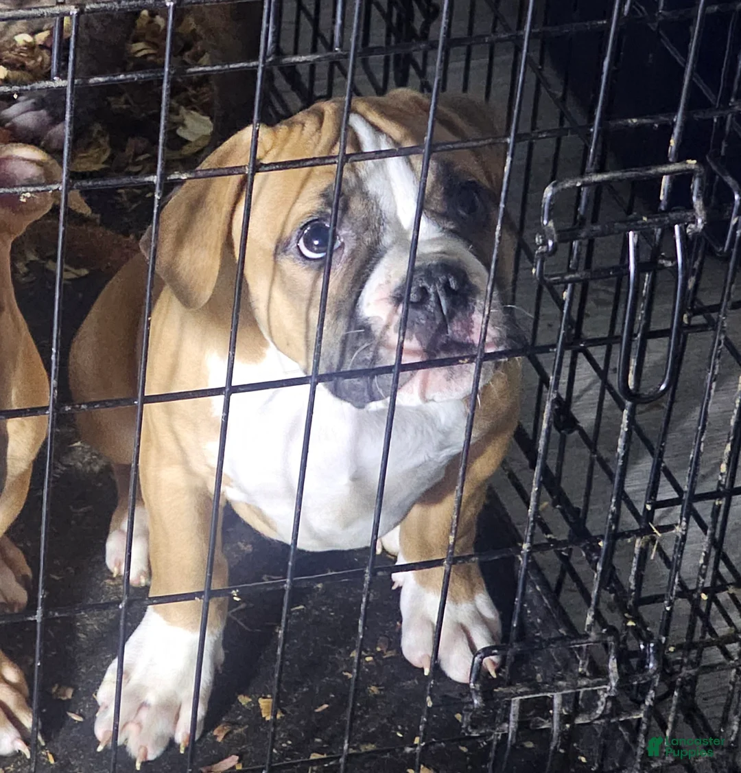 American Pit Bull Terrier dogs for sale: Gator - Ad 1