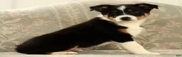 Australian Shepherd dogs for sale: Zeke - Ad 8