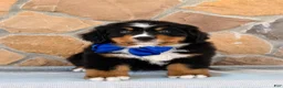 Bernese Mountain Dog dogs for sale: Ryder - Ad 2