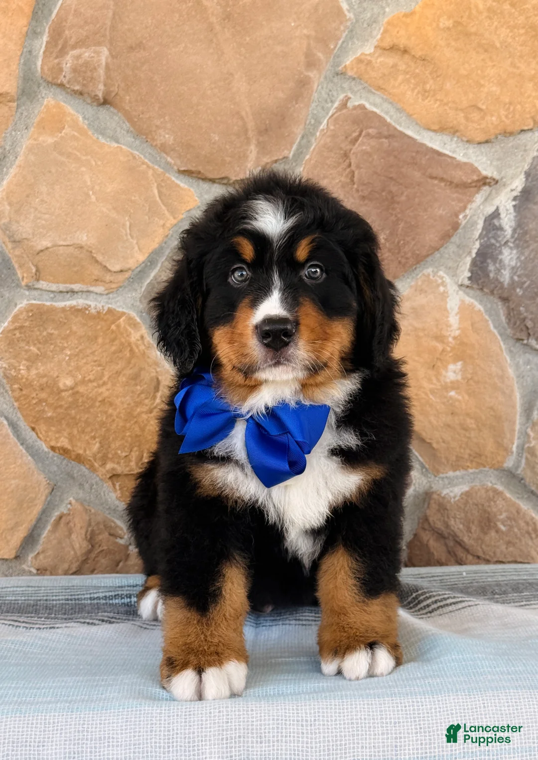 Bernese Mountain Dog dogs for sale: Ryder - Ad 2