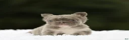 French Bulldog dogs for sale: French Bulldog Puppy 4 - Ad 3