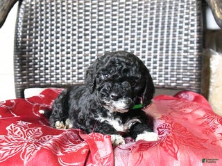 Cockapoo dogs Max - Ad 8