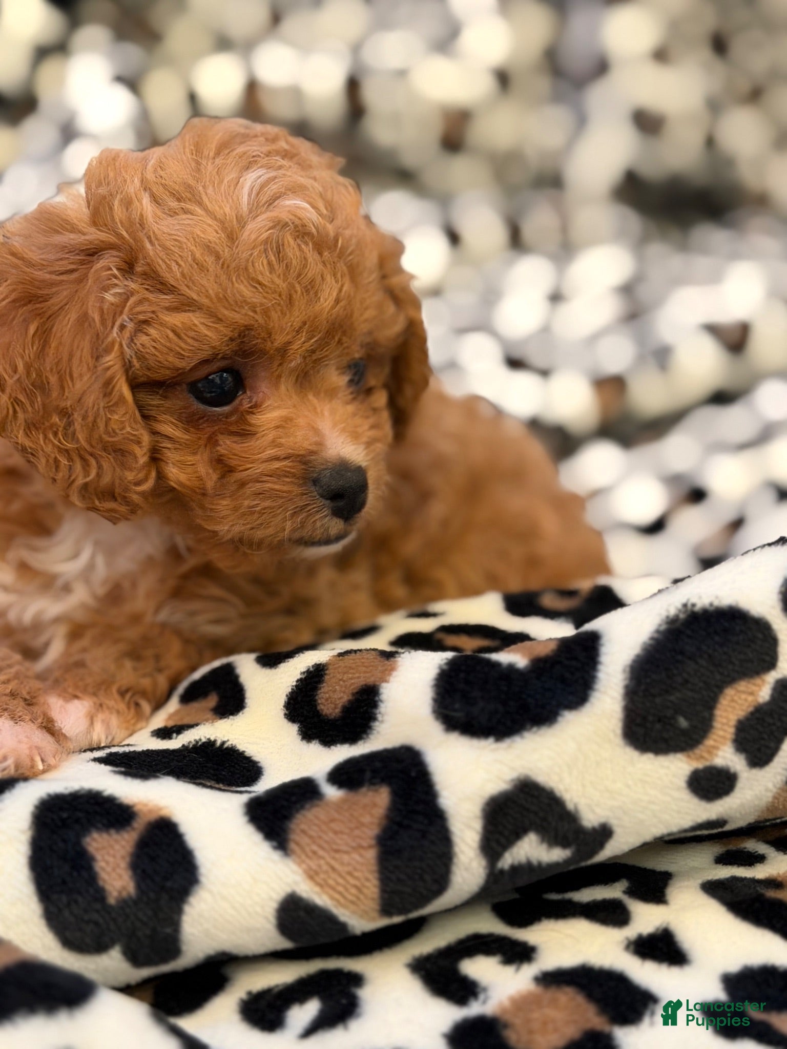 Toy Poodle dogs Hershey - Ad 1