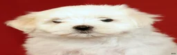 Maltese dogs for sale: Lucy - Ad 9