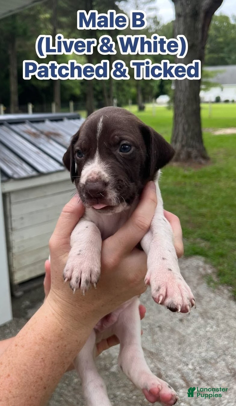 German Shorthaired Pointer dogs German Shorthaired Pointer (Male B) - Ad 2