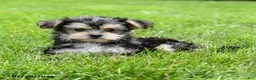 Morkie dogs for sale: Marlow - Ad 3