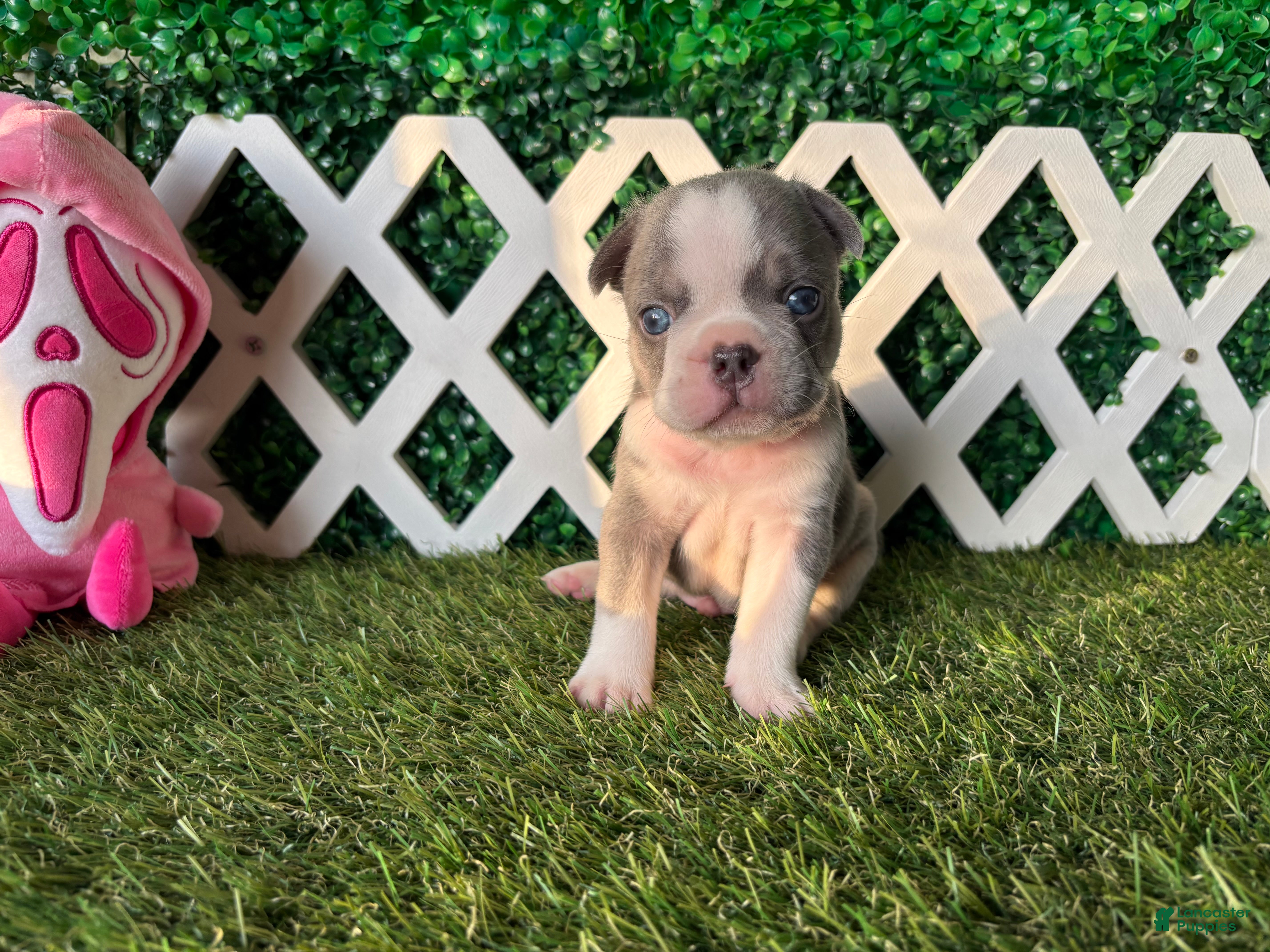 French Bulldog dogs for sale: French Bulldog 1 - Ad 1
