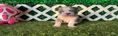 French Bulldog 1
