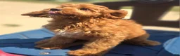 Cockapoo dogs for sale: Cashmere - Ad 7