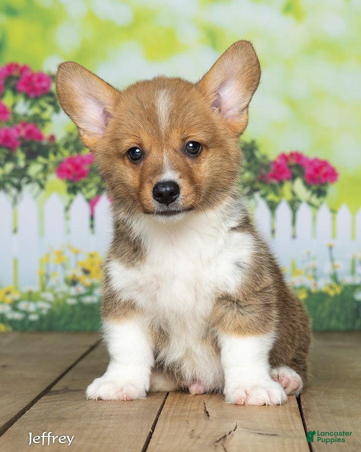 Welsh Corgi Pembroke dogs Jeffrey - Ad 2