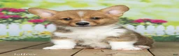 Welsh Corgi Pembroke dogs for sale: Jeffrey - Ad 2