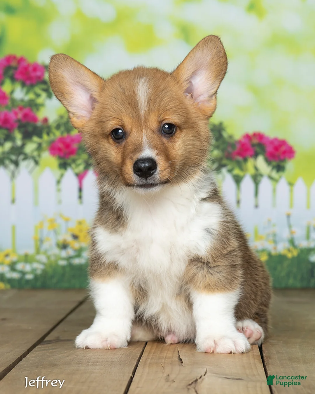 Welsh Corgi Pembroke dogs for sale: Jeffrey - Ad 2