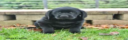 Labrador Retriever dogs for sale: Rita - Ad 3