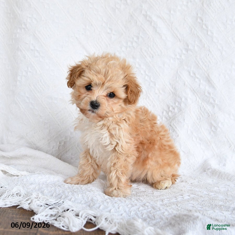 Maltipoo dogs Peaches - Ad 2