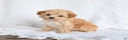 Maltipoo dogs for sale: Peaches - Ad 5