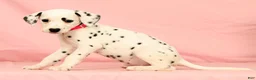 Dalmatian dogs for sale: Tulip - Ad 8