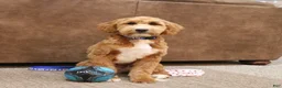 Mini Goldendoodle dogs for sale: Goldendoodle Puppy 2 - Ad 4
