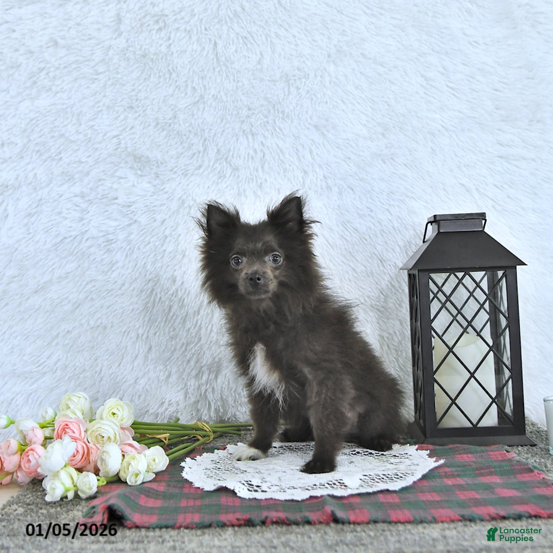 Pomeranian dogs for sale: Lincoln  - Ad 4