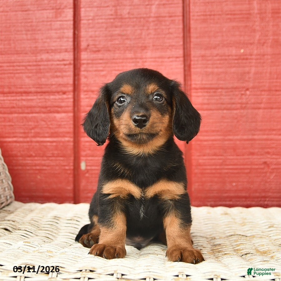 Dachshund dogs Terry  - Ad 1