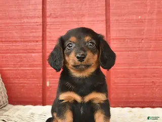 Dachshund dogs for sale: Terry - Ad 1