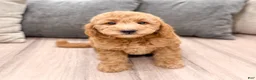 Mini Goldendoodle dogs for sale: Sadie - Ad 8