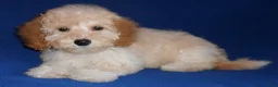 Shihpoo dogs for sale: Shihpoo Puppy 1 - Ad 6