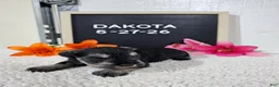 Miniature Schnauzer dogs for sale: Dakota - Ad 12