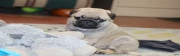 Pug dogs for sale: Astro - Ad 1