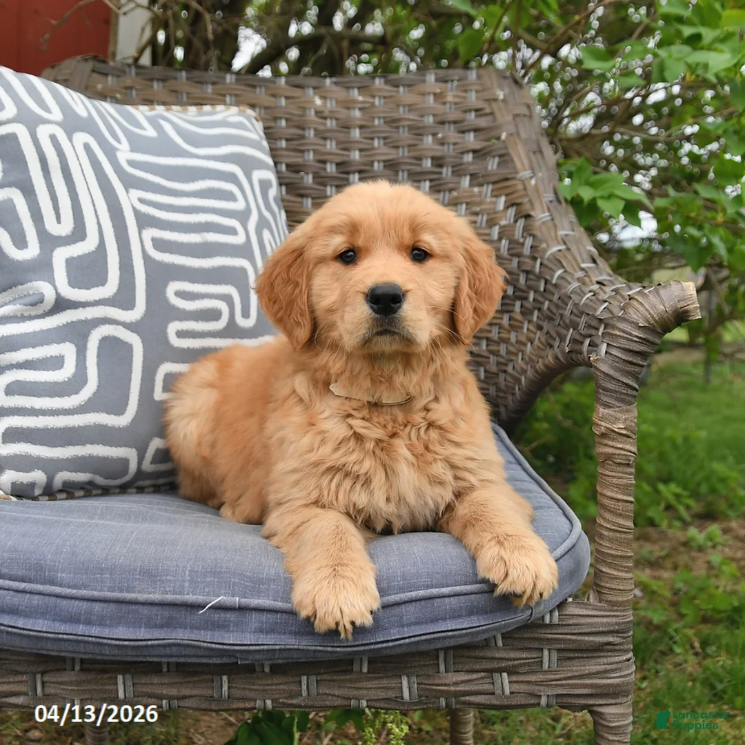 Golden Retriever dogs for sale: Marie   - Ad 2