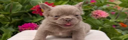 French Bulldog dogs for sale: Stella - Ad 4