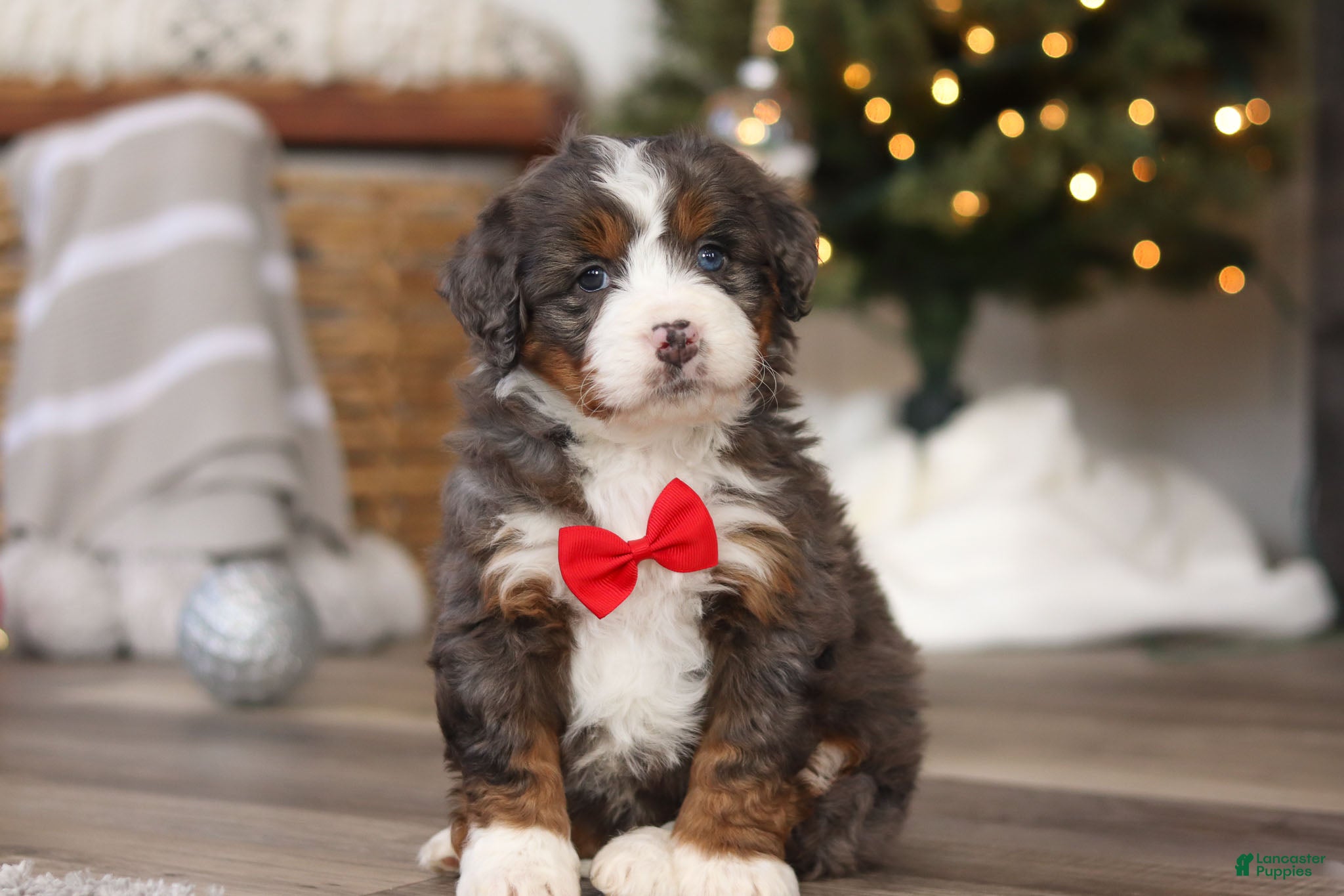 Mini Bernedoodle dogs Theo - Ad 22