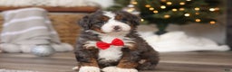 Mini Bernedoodle dogs for sale: Theo - Ad 1