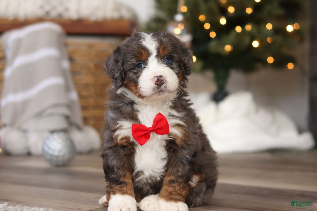 Mini Bernedoodle dogs for sale: Theo - Ad 1