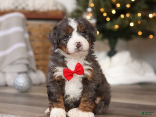 Mini Bernedoodle dogs Theo - Ad 3