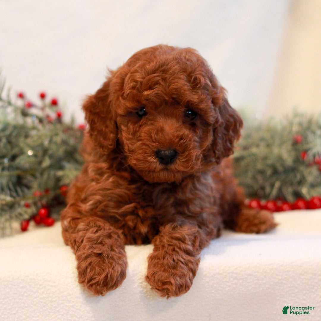 Mini Goldendoodle dogs for sale: Flint  - Ad 3