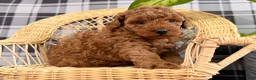 Toy Poodle dogs for sale: Princess - Ad 3