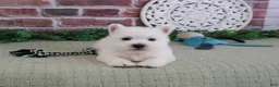 West Highland Terrier dogs for sale: Hamish - Ad 2