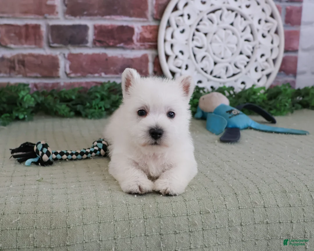 West Highland Terrier dogs for sale: Hamish - Ad 2