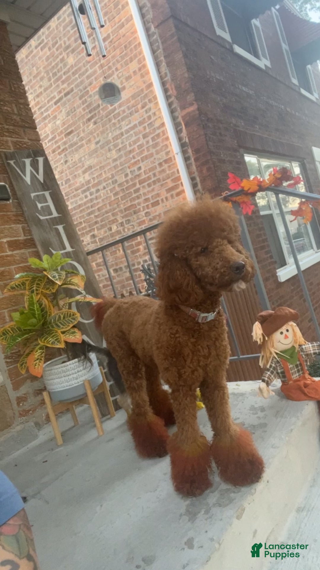 Goldendoodle dogs for sale: Goldendoodle Puppy 1 - Ad 2