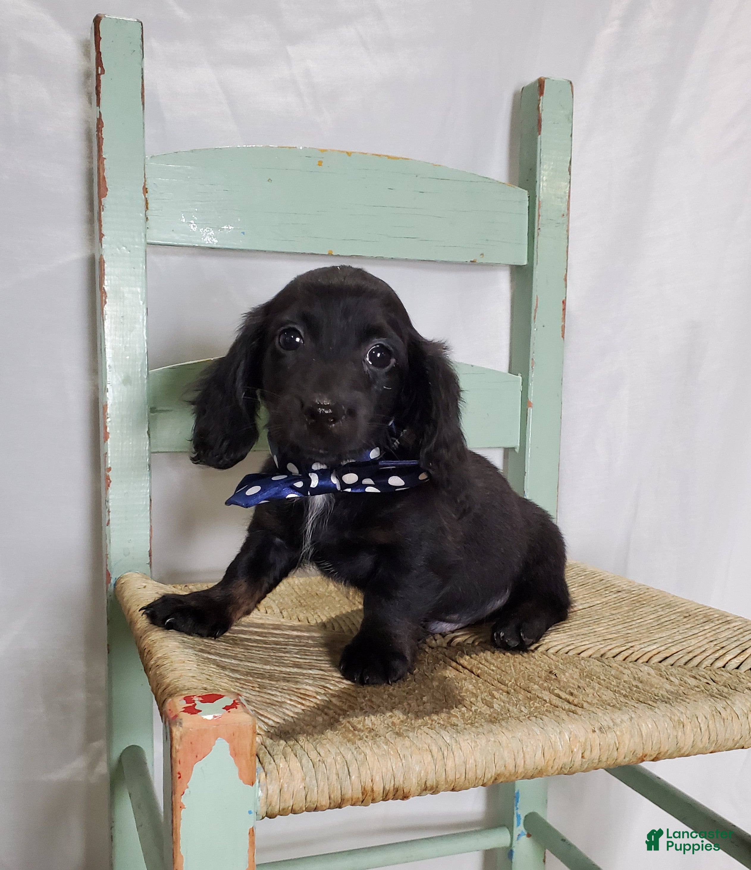 Miniature Dachshund dogs Tinker - Ad 1