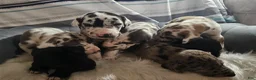 Great Dane dogs for sale: Blue Harlequin - Ad 9