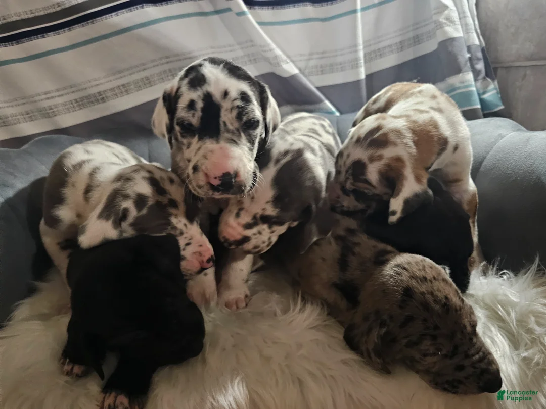 Great Dane dogs for sale: Blue Harlequin - Ad 9