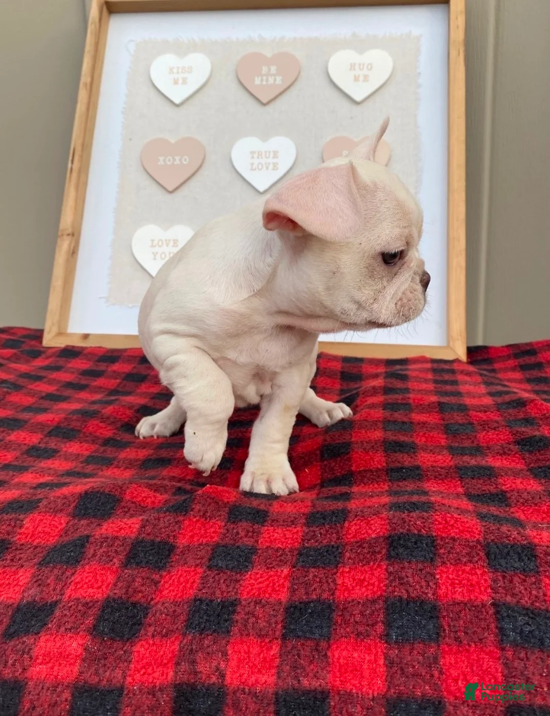 French Bulldog dogs for sale: French Bulldog Puppy 4 - Ad 2